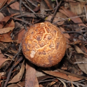 Amanita ochrophylla group at Acton, ACT - 30 Jan 2022 11:38 AM