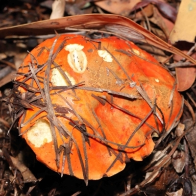 Unidentified Bolete - Fleshy texture, stem central (more-or-less) at Acton, ACT - 30 Jan 2022 by TimL