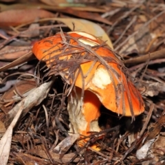 Bolete sp. at Acton, ACT - 30 Jan 2022