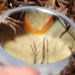 Bolete sp. at Acton, ACT - 30 Jan 2022