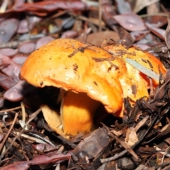 Bolete sp. at Acton, ACT - 30 Jan 2022