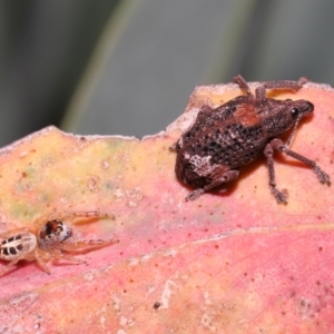 Gonipterus sp. (genus) at Acton, ACT - 28 Jan 2022