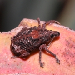 Gonipterus sp. (genus) at Acton, ACT - 28 Jan 2022