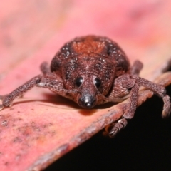 Gonipterus sp. (genus) at Acton, ACT - 28 Jan 2022