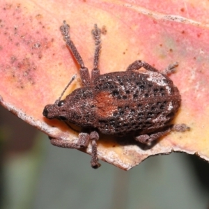 Gonipterus sp. (genus) at Acton, ACT - 28 Jan 2022