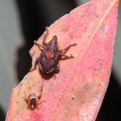 Gonipterus sp. (genus) at Acton, ACT - 28 Jan 2022