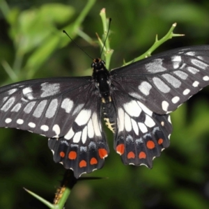 Papilio anactus at Acton, ACT - 4 Feb 2022