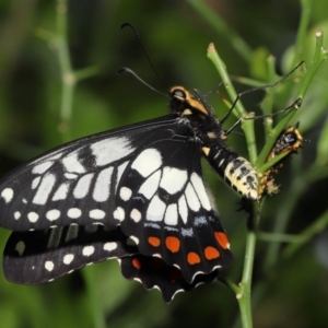 Papilio anactus at Acton, ACT - suppressed