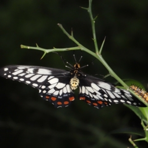 Papilio anactus at Acton, ACT - 4 Feb 2022