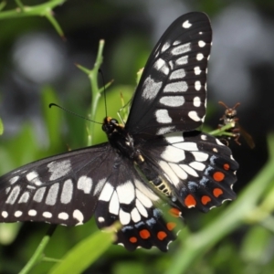 Papilio anactus at Acton, ACT - suppressed