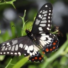 Papilio anactus at Acton, ACT - 4 Feb 2022