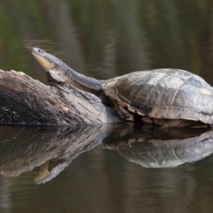 Chelodina longicollis (Eastern Long-necked Turtle) at Paddys River, ACT - 1 Feb 2022 by TimL