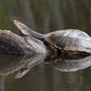 Chelodina longicollis at Paddys River, ACT - 1 Feb 2022