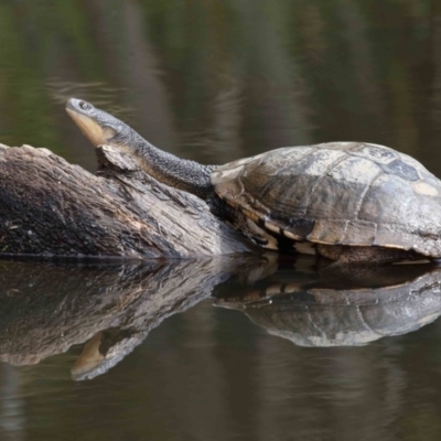 Chelodina longicollis (Eastern Long-necked Turtle) at Tidbinbilla Nature Reserve - 1 Feb 2022 by TimL