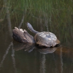 Chelodina longicollis at Paddys River, ACT - 1 Feb 2022