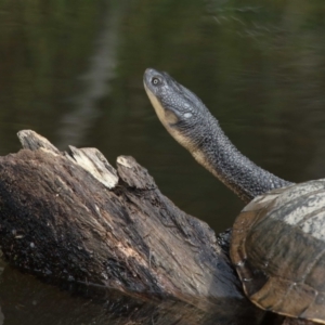 Chelodina longicollis at Paddys River, ACT - 1 Feb 2022