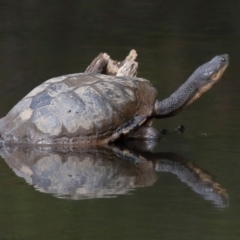 Chelodina longicollis at Paddys River, ACT - 1 Feb 2022