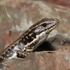 Eulamprus heatwolei (Yellow-bellied Water Skink) at Paddys River, ACT - 1 Feb 2022 by TimL