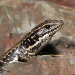 Eulamprus heatwolei (Yellow-bellied Water Skink) at Paddys River, ACT - 31 Jan 2022 by TimL
