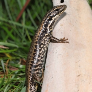 Eulamprus heatwolei at Paddys River, ACT - 1 Feb 2022