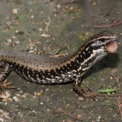 Eulamprus heatwolei at Paddys River, ACT - 1 Feb 2022