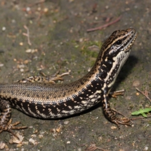 Eulamprus heatwolei at Paddys River, ACT - 1 Feb 2022