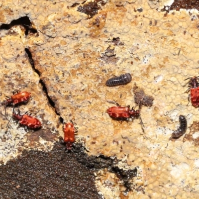 Lemodes coccinea (Scarlet ant beetle) at Paddys River, ACT - 1 Feb 2022 by TimL