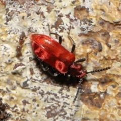 Lemodes coccinea at Paddys River, ACT - 1 Feb 2022