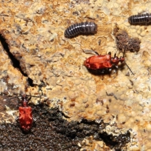 Lemodes coccinea at Paddys River, ACT - 1 Feb 2022