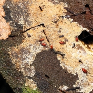 Lemodes coccinea at Paddys River, ACT - 1 Feb 2022