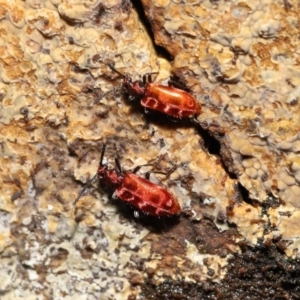 Lemodes coccinea at Paddys River, ACT - 1 Feb 2022