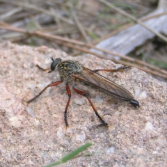 Zosteria sp. (genus) (Common brown robber fly) at Mount Taylor - 6 Feb 2022 by MatthewFrawley