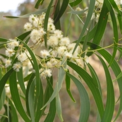 Acacia implexa (Hickory Wattle, Lightwood) at Mount Taylor - 6 Feb 2022 by MatthewFrawley