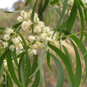 Acacia implexa at Kambah, ACT - 6 Feb 2022