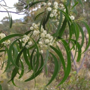 Acacia implexa at Kambah, ACT - 6 Feb 2022