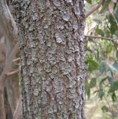 Acacia implexa at Kambah, ACT - 6 Feb 2022