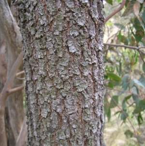 Acacia implexa at Kambah, ACT - 6 Feb 2022