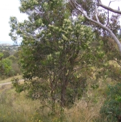 Acacia implexa at Kambah, ACT - 6 Feb 2022