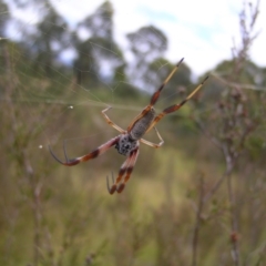 Trichonephila edulis (Golden orb weaver) at Kambah, ACT - 6 Feb 2022 by MatthewFrawley