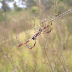 Trichonephila edulis at Kambah, ACT - 6 Feb 2022