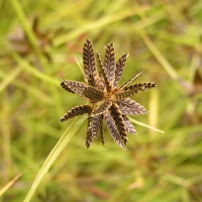 Cyperus sanguinolentus (A Sedge) at Mount Taylor - 6 Feb 2022 by MatthewFrawley