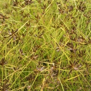 Cyperus sanguinolentus at Kambah, ACT - 6 Feb 2022