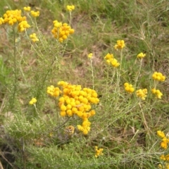 Chrysocephalum semipapposum (Clustered Everlasting) at Mount Taylor - 6 Feb 2022 by MatthewFrawley