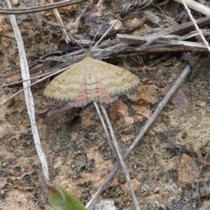 Scopula rubraria at Molonglo Valley, ACT - 6 Feb 2022