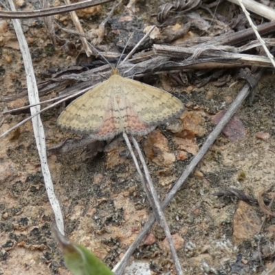 Scopula rubraria (Reddish Wave, Plantain Moth) at Molonglo Valley, ACT - 6 Feb 2022 by Birdy