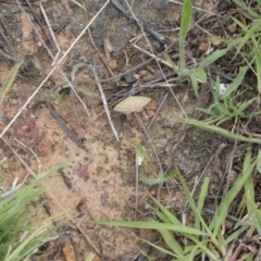 Scopula rubraria at Molonglo Valley, ACT - 6 Feb 2022 12:02 PM