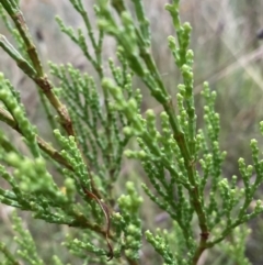 Callitris endlicheri (Black Cypress Pine) at Watson, ACT - 2 Feb 2022 by waltraud
