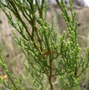 Callitris endlicheri at Watson, ACT - 2 Feb 2022