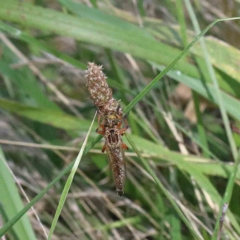 Zosteria sp. (genus) (Common brown robber fly) at Lake Burley Griffin West - 22 Jan 2022 by ConBoekel