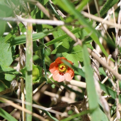 Modiola caroliniana (Red-flowered Mallow) at Lake Burley Griffin West - 22 Jan 2022 by ConBoekel